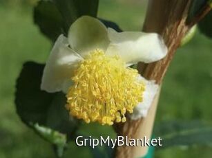 GripMyBlanket