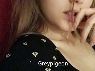 Greypigeon