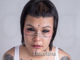 Lilacollina