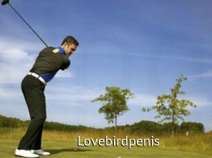 Lovebirdpenis