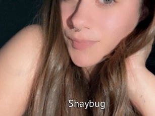 Shaybug
